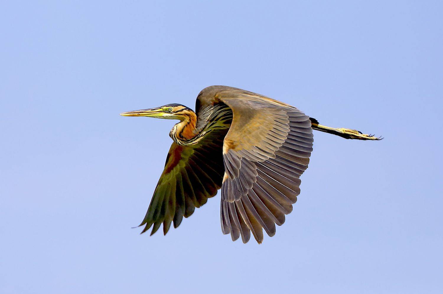 , Александр Гусар