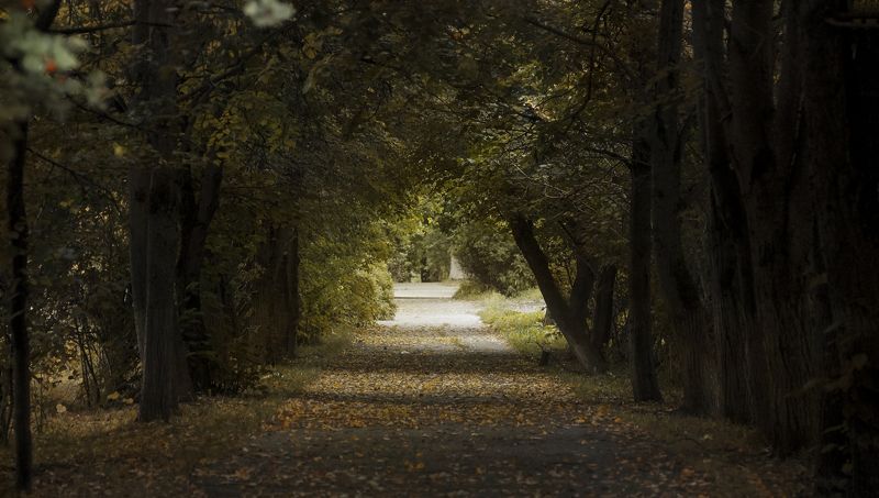 Темные аллеи фото превью