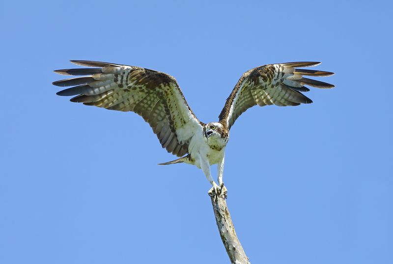 Скопа. фото превью