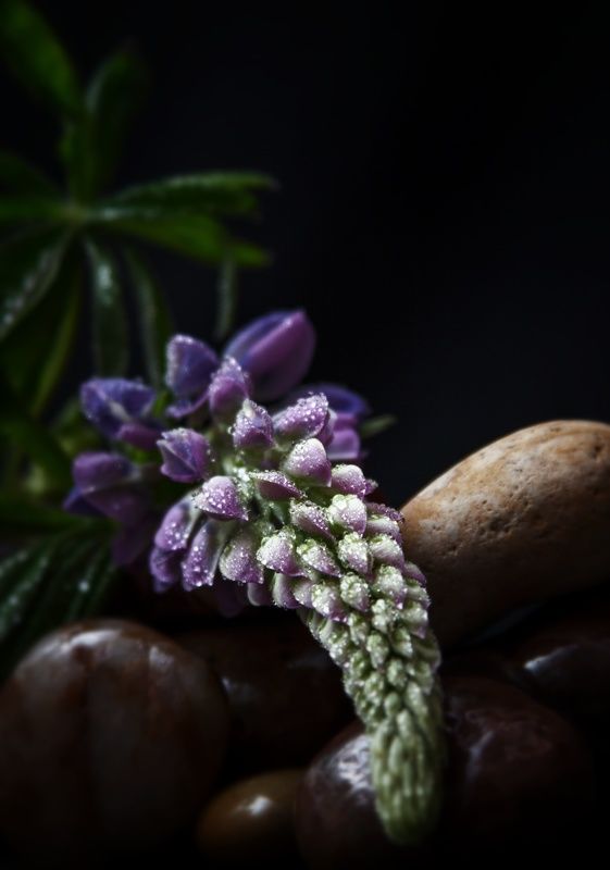 Натюрморт фото превью