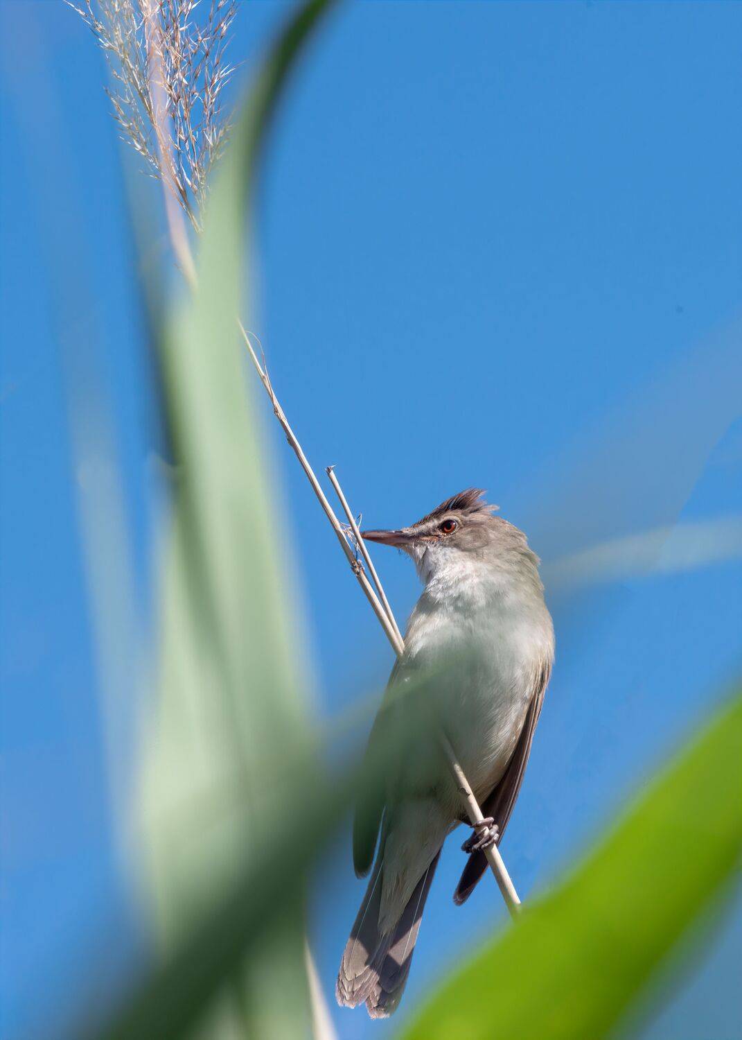 камышовка, Алексей Рыльский