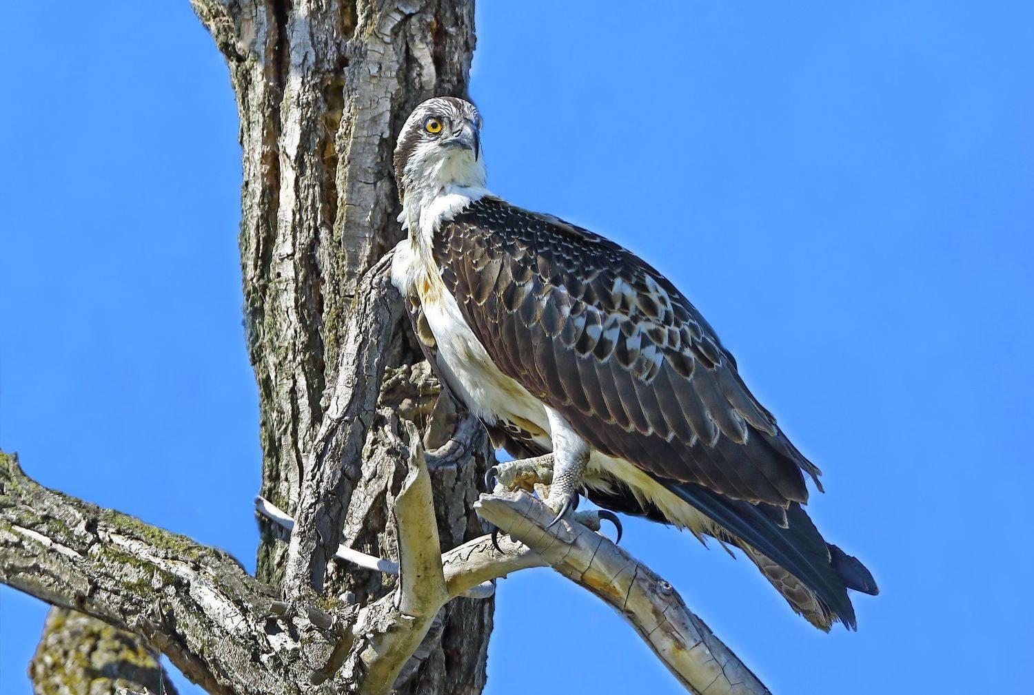 , Александр Гусар