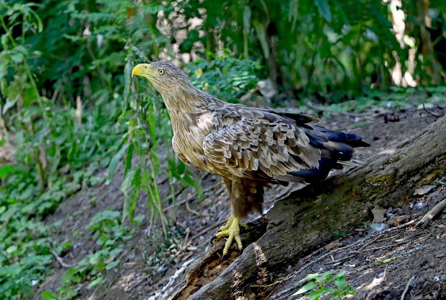 , Александр Гусар