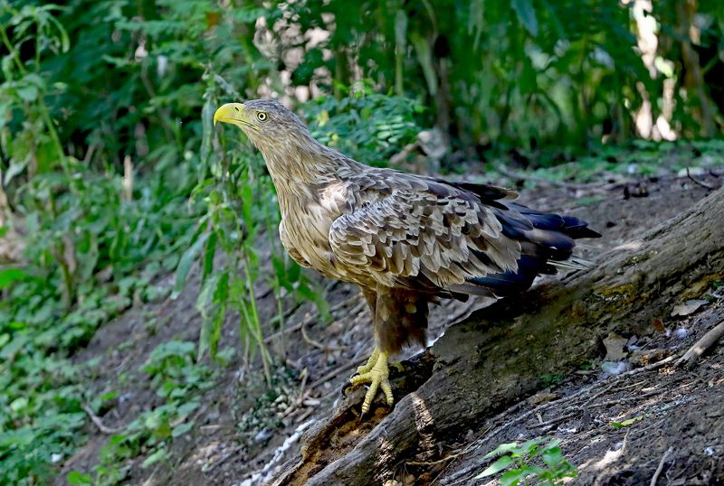 Орлан фото превью