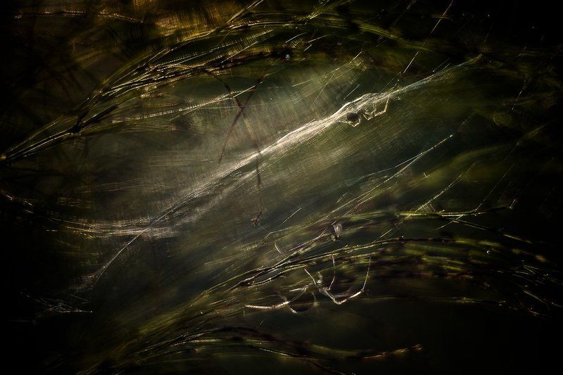 пауки, свет, паутина угроза фото превью