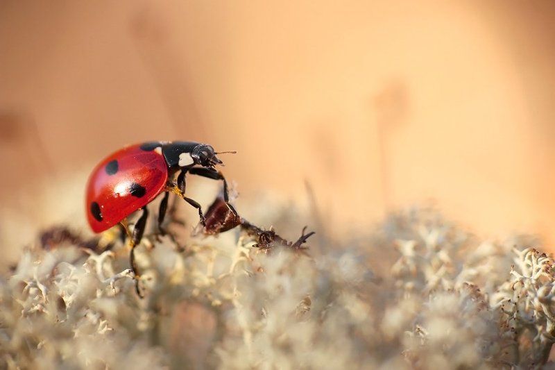 Божья Коровка. фото превью