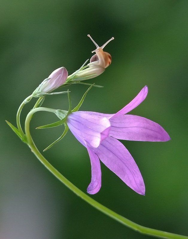 Колокольчики звенят... фото превью