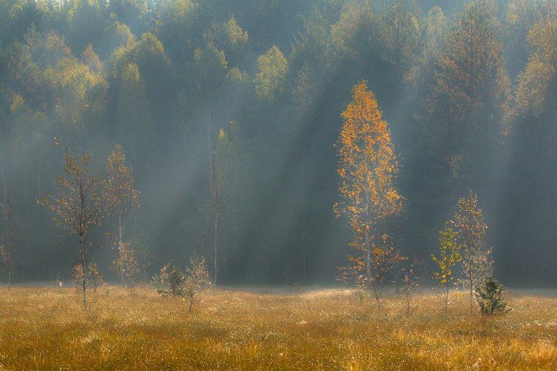 в лучах фото превью