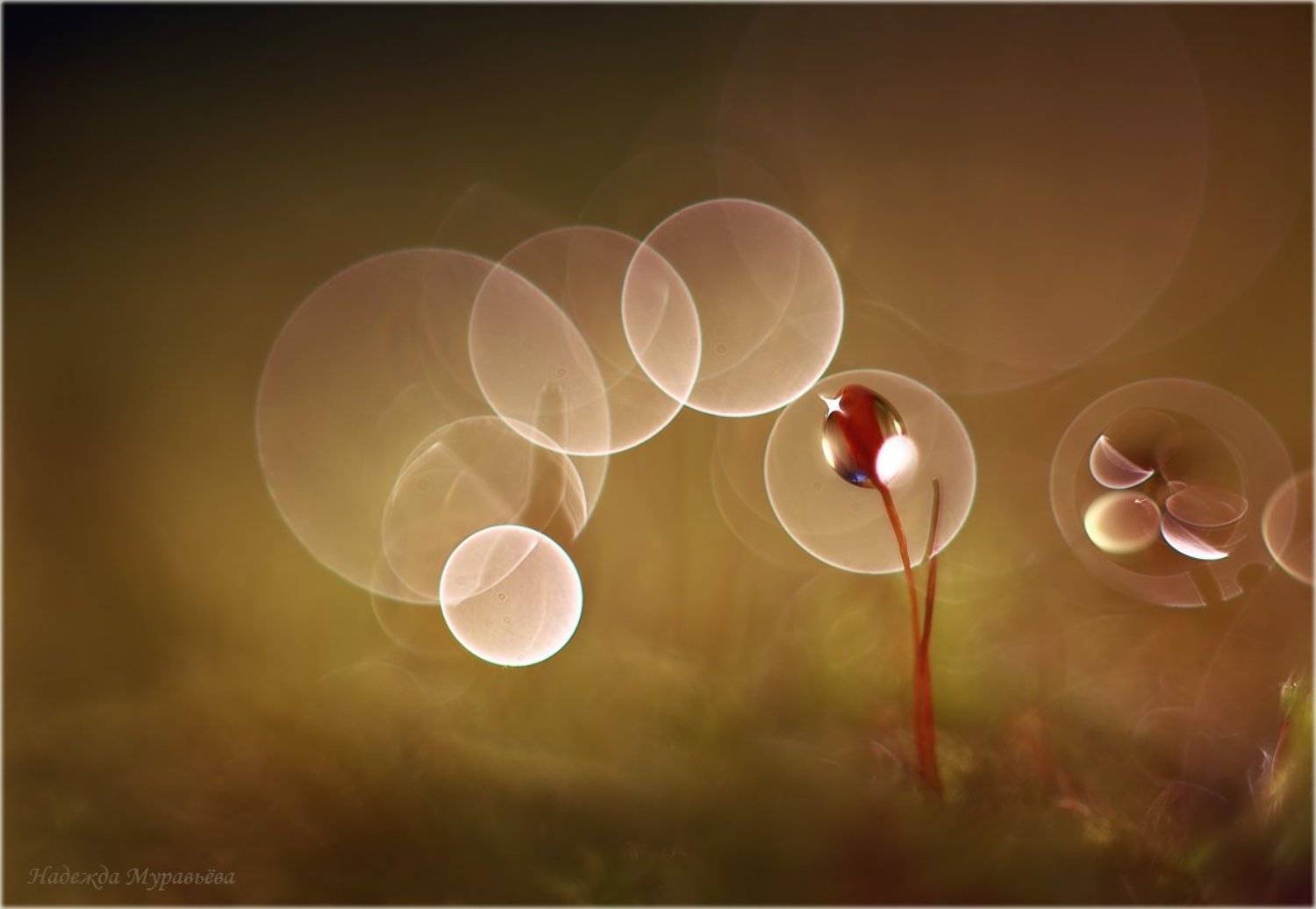 , Надежда Муравьёва