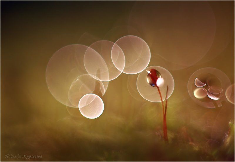 Марсианские хроники фото превью