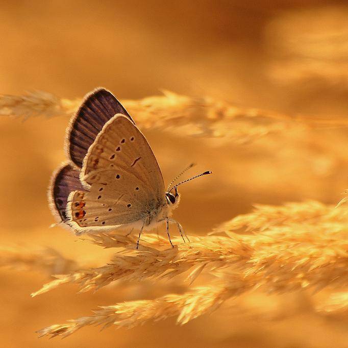 , Pawel Plucinski