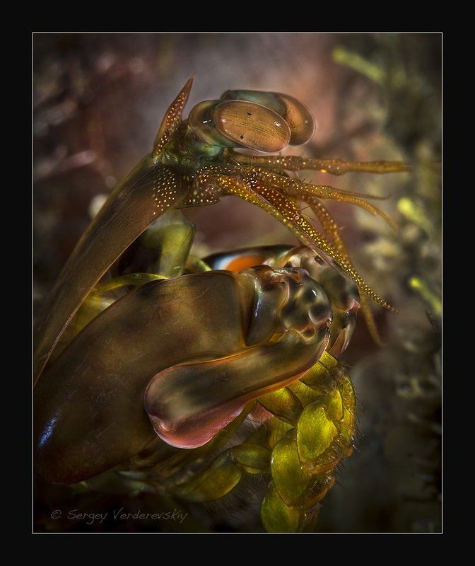 Пришелец фото превью