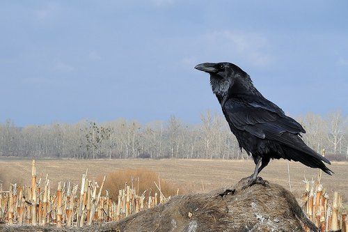 Ворон - птица важная