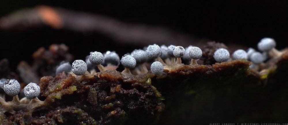 , Алексей Лобанов