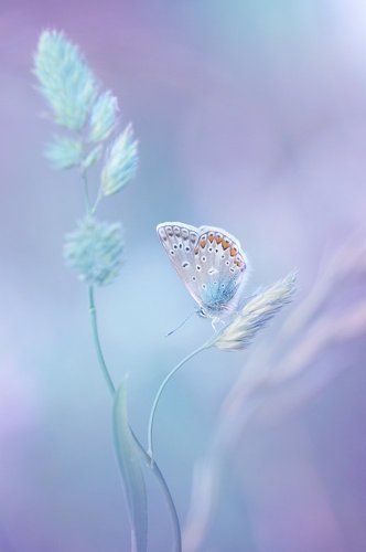 Летний мираж