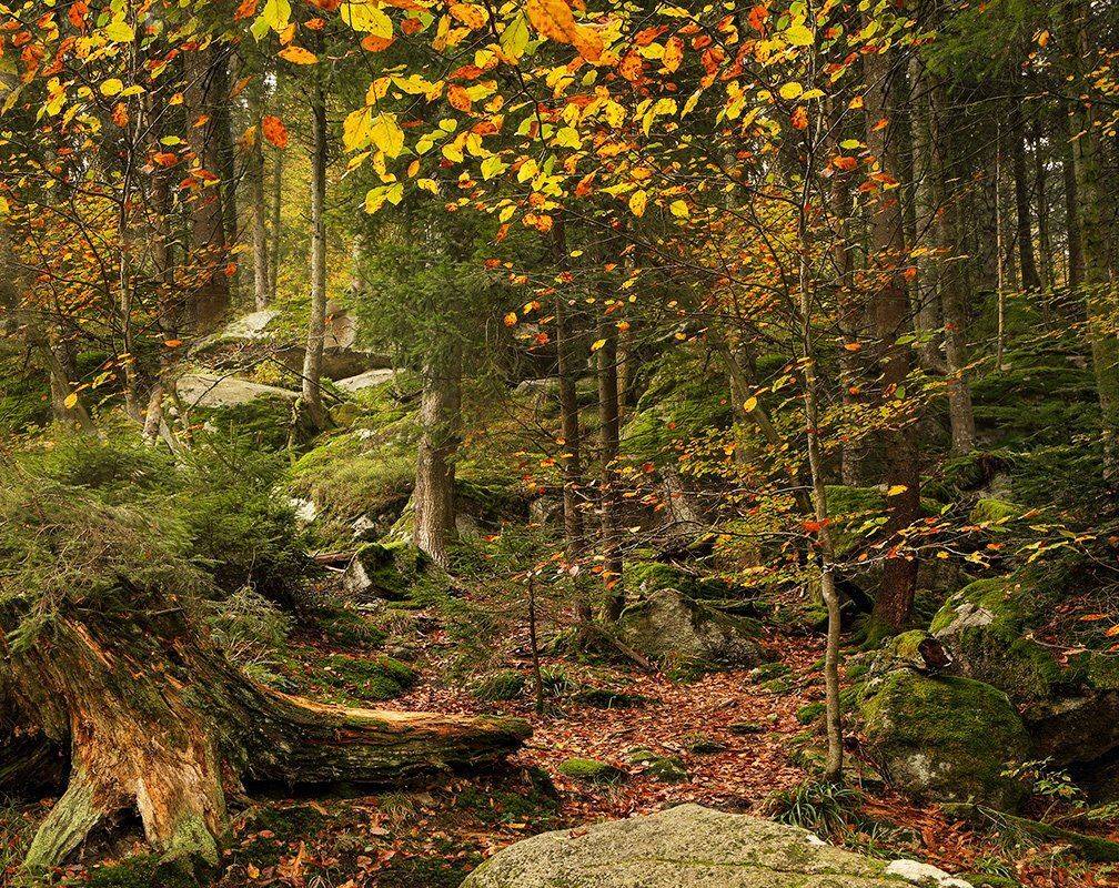 , Игорь Дубровский