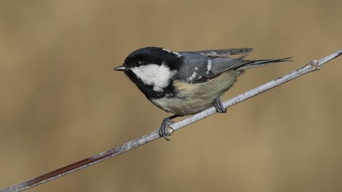 Московка(Periparus ater)-Coal tit.