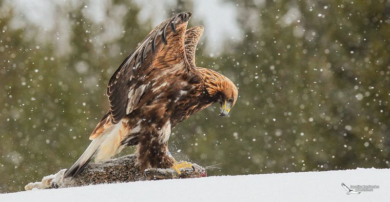 Вот как бывает ... фото превью