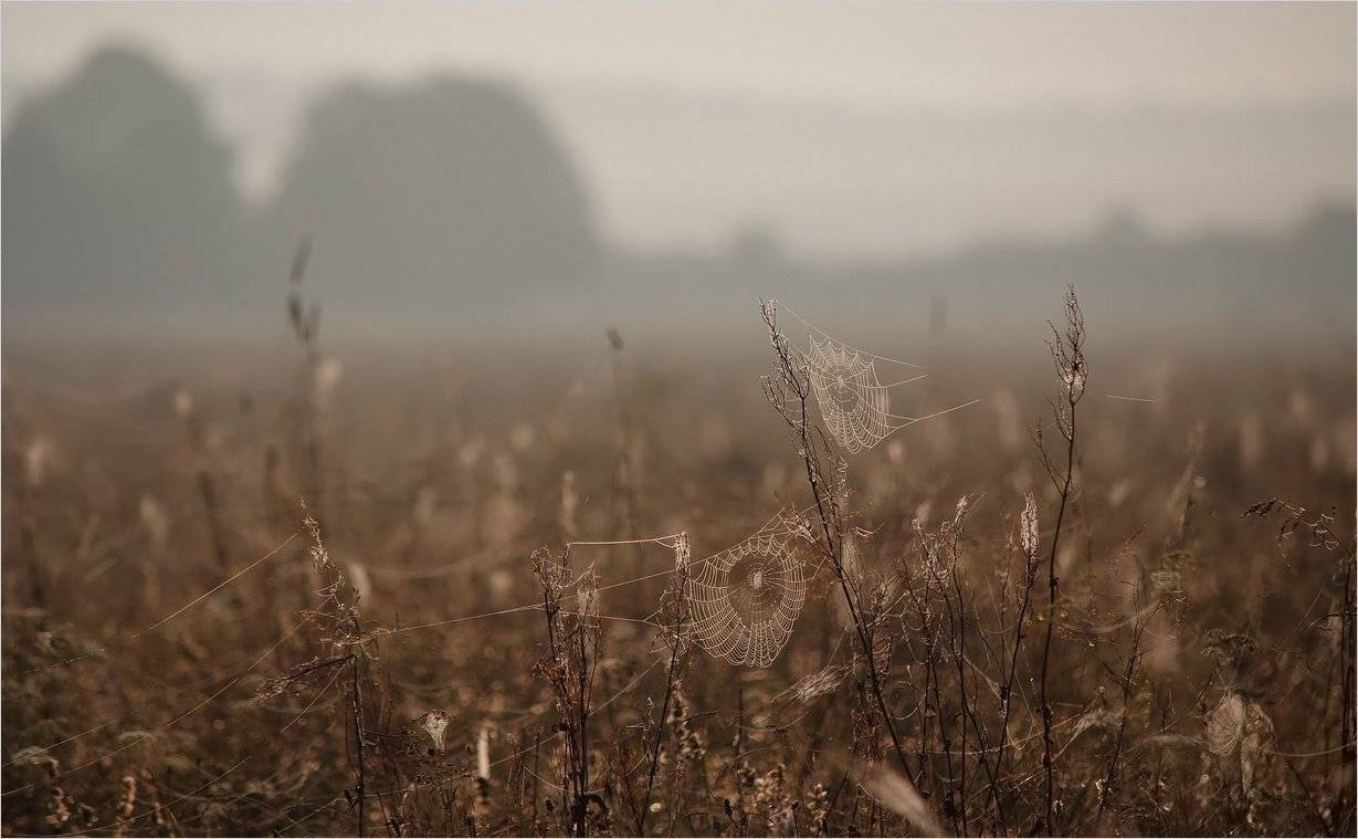 , Николай Шахманцир