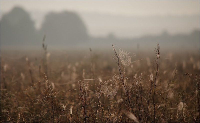 мелодия осени... фото превью