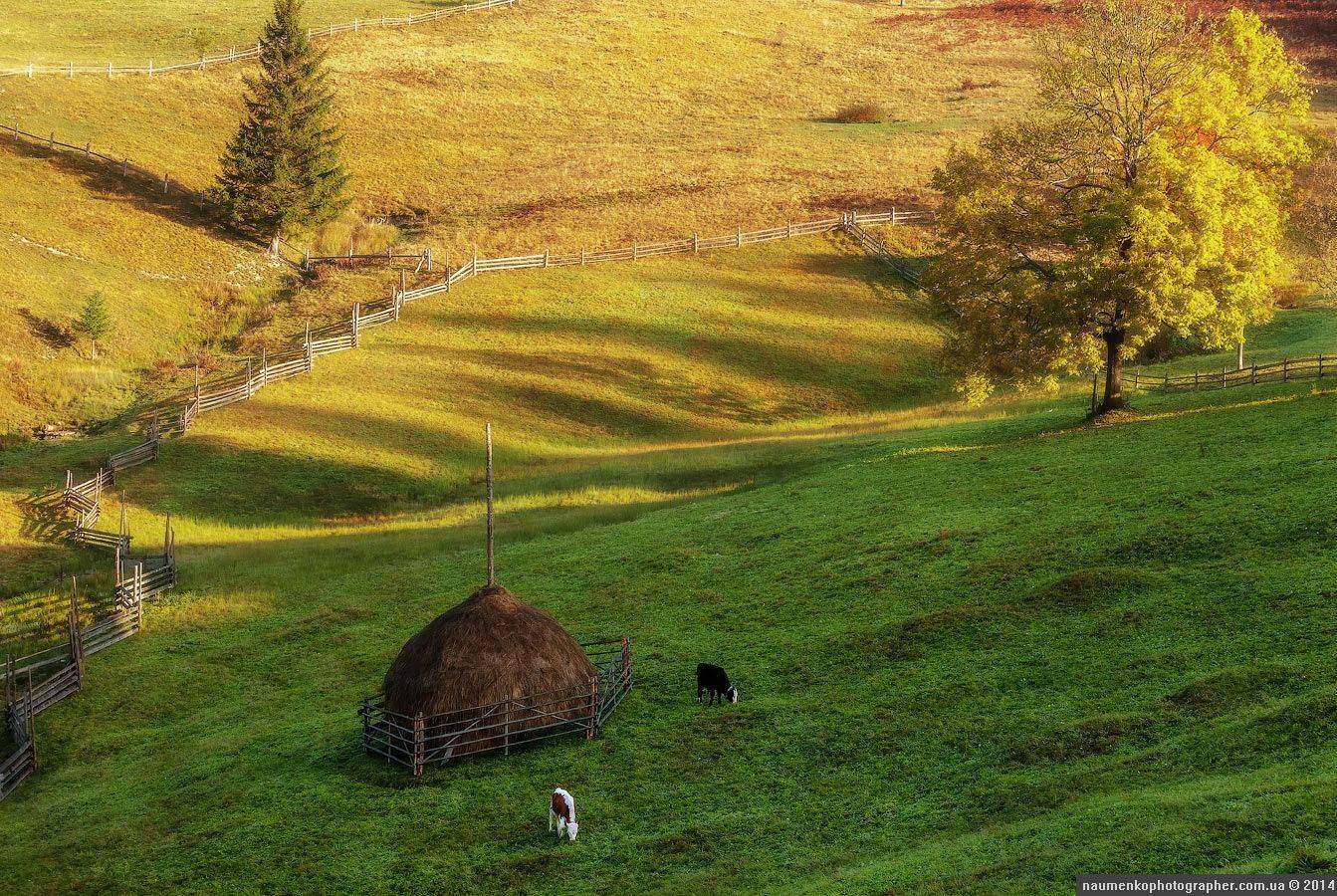 горы,	зеленый,	карпаты,	луг, природа,	рассвет,	роса, склон,	солнце,	трава,	туман, дземброня, Александр Науменко