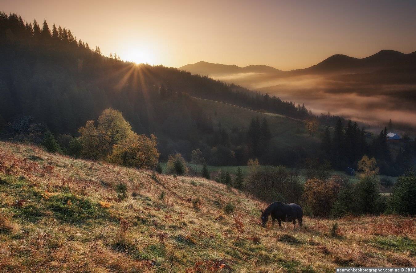 горы,	зеленый,	карпаты,	луг, природа,	рассвет,	роса, склон,	солнце,	трава,	туман, дземброня, Александр Науменко