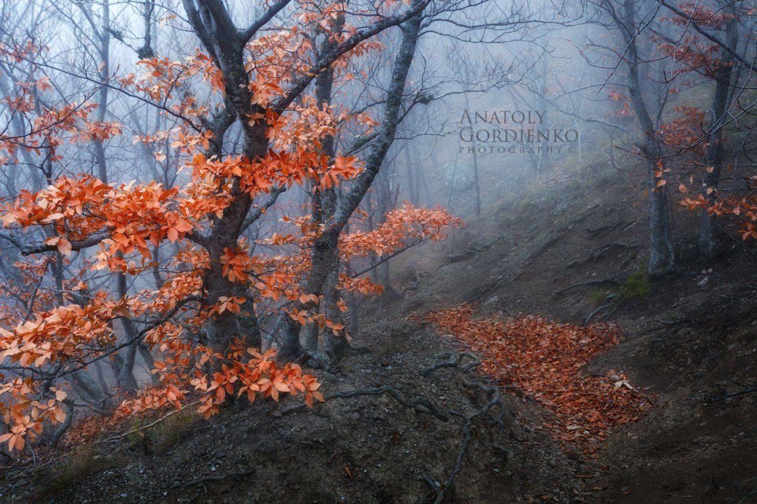демерджи, крым, лес, туман, Анатолий Гордиенко