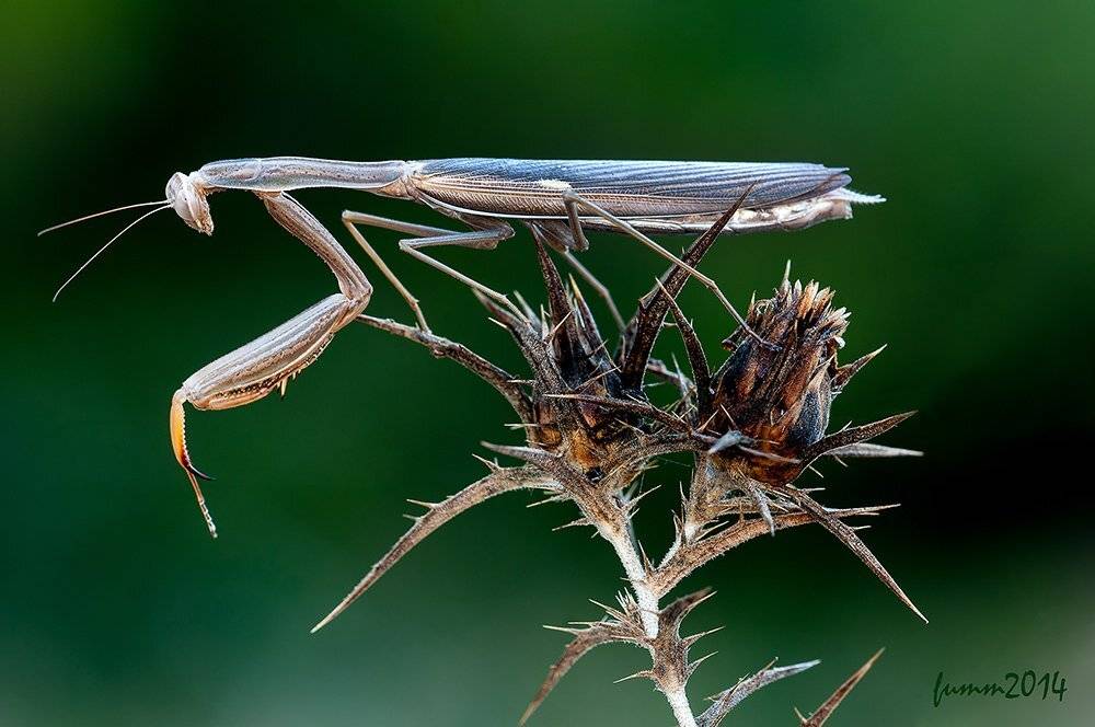 , Игорь ФУММ