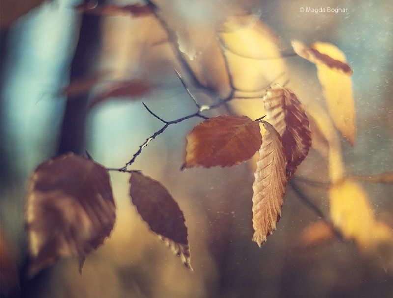 Golden Autumn фото превью