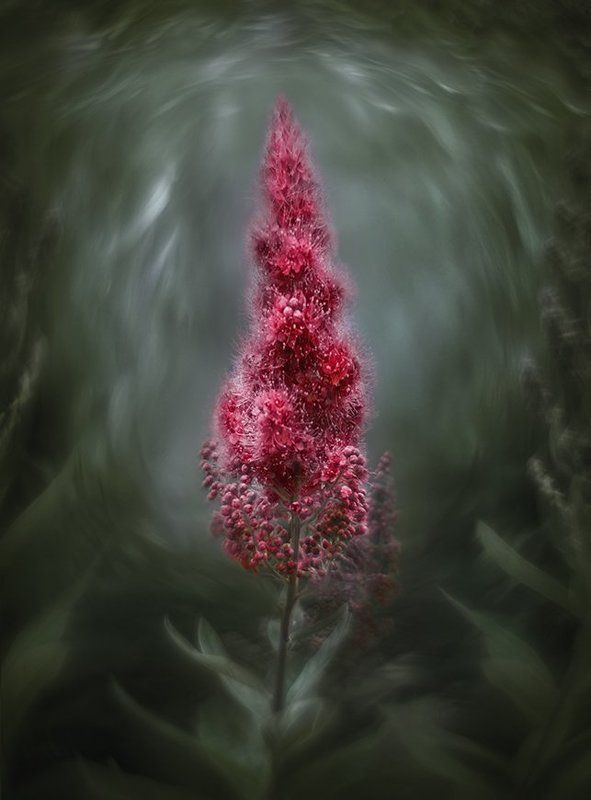 цветы, рисунок, бокё, flowers, drawing, bokeh о пользе сферических аберраций) фото превью