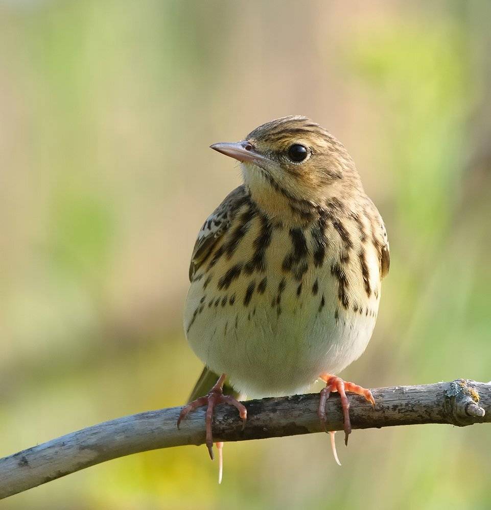 конек, лесной конек, Alexey Gnilenkov