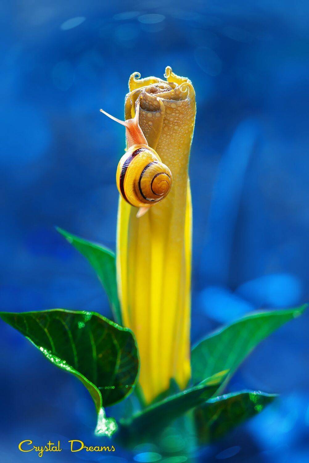 Color, Crystal Dreams, Flowers, Light, Snail, Татьяна Крылова