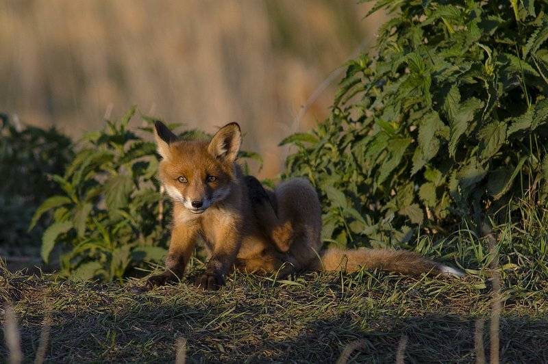 Лиса, Лисенок, Щенок, Руслан Соколов
