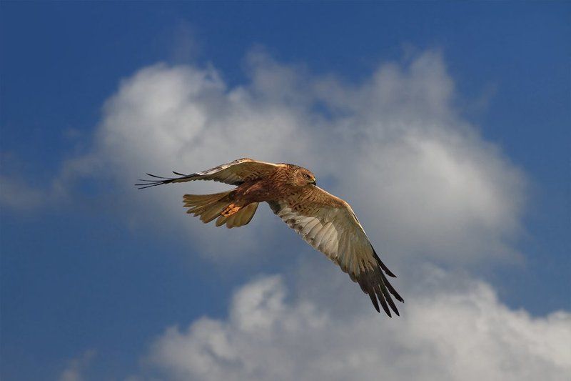 Охотник фото превью