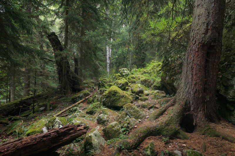 Деревья, Кавказ, Лес, Пейзаж, Природа В лесу Северного Кавказа фото превью