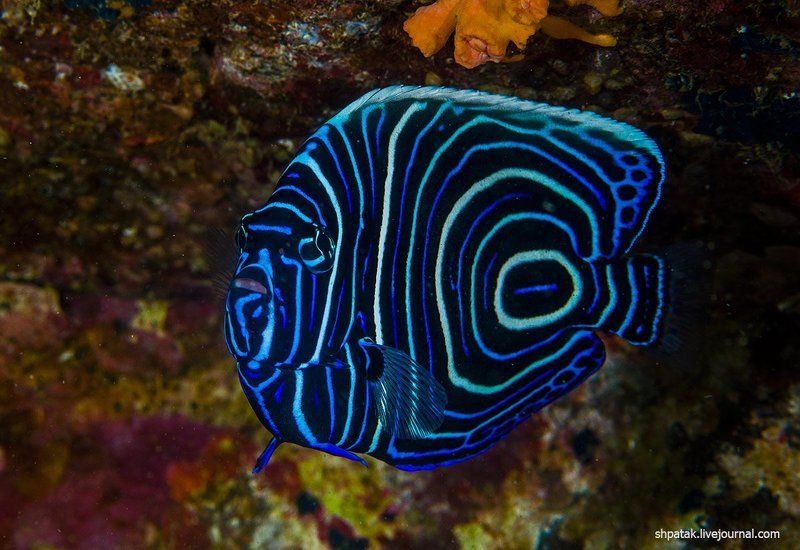 Анилао. Всячина подводная. фото превью