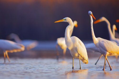 Ardea Alba