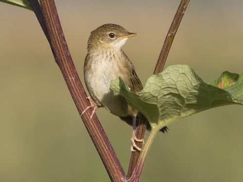 Grasshopper Warbler