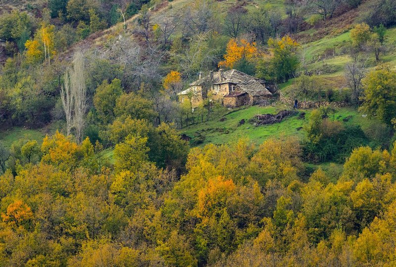 Жизнь в лесу фото превью