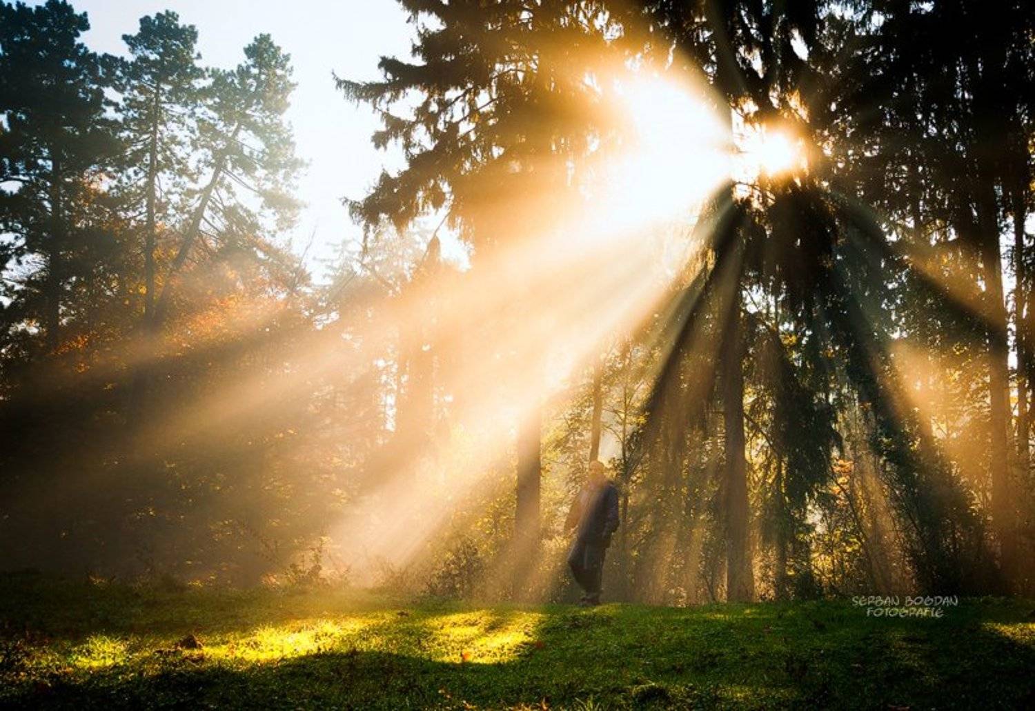 Autumn, Nature, Sunrise, Serban Bogdan