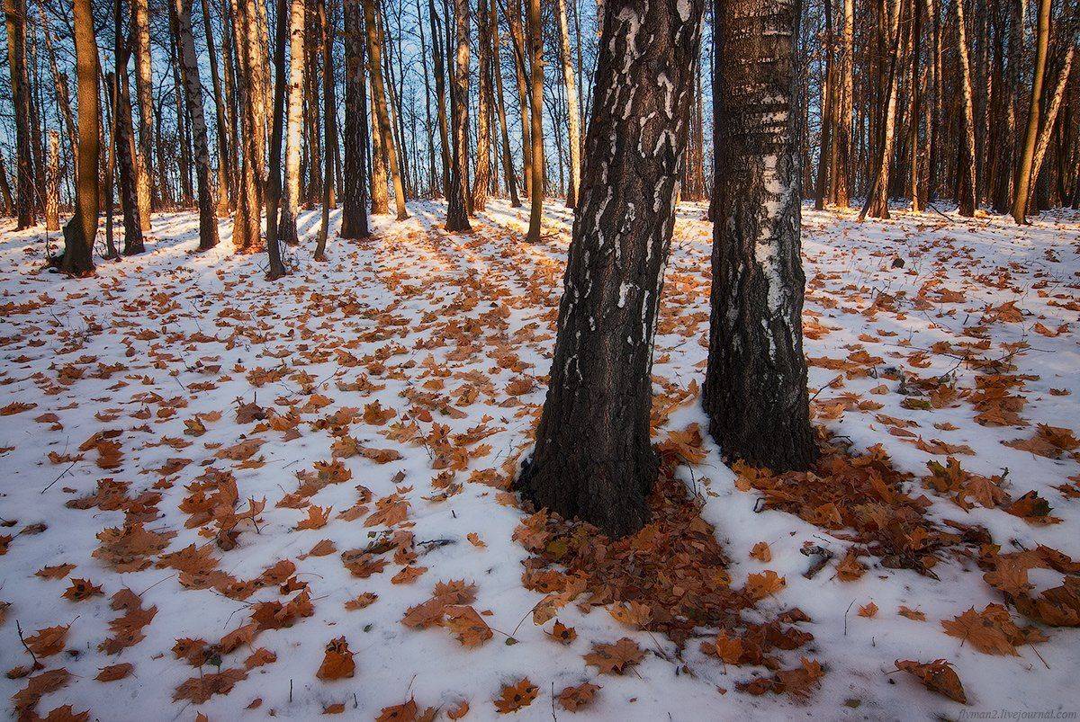 Зима, Листья, Осень, flyman