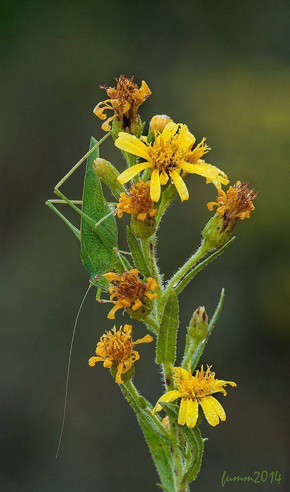 , Игорь ФУММ