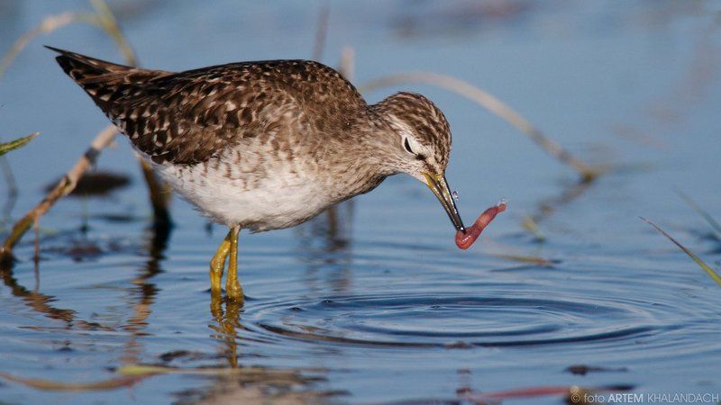 Беларусь, Фифи Улов кулика фото превью