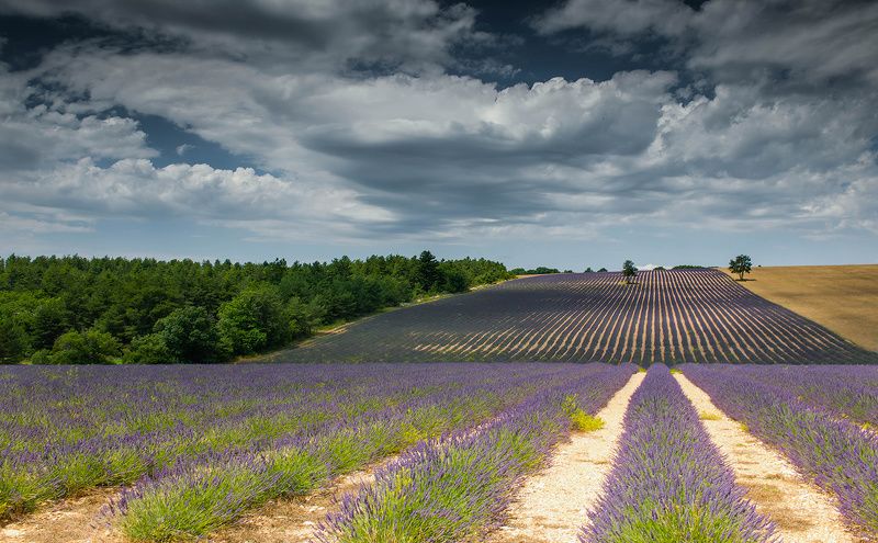 Provansa фото превью