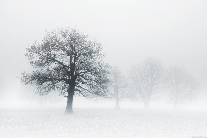 В плену белого тумана фото превью
