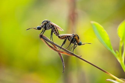 mating
