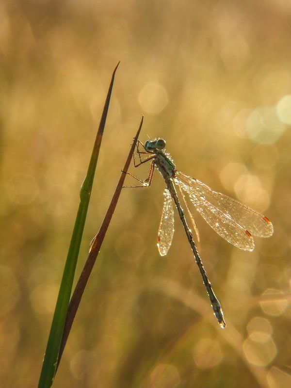 Утренняя фото превью