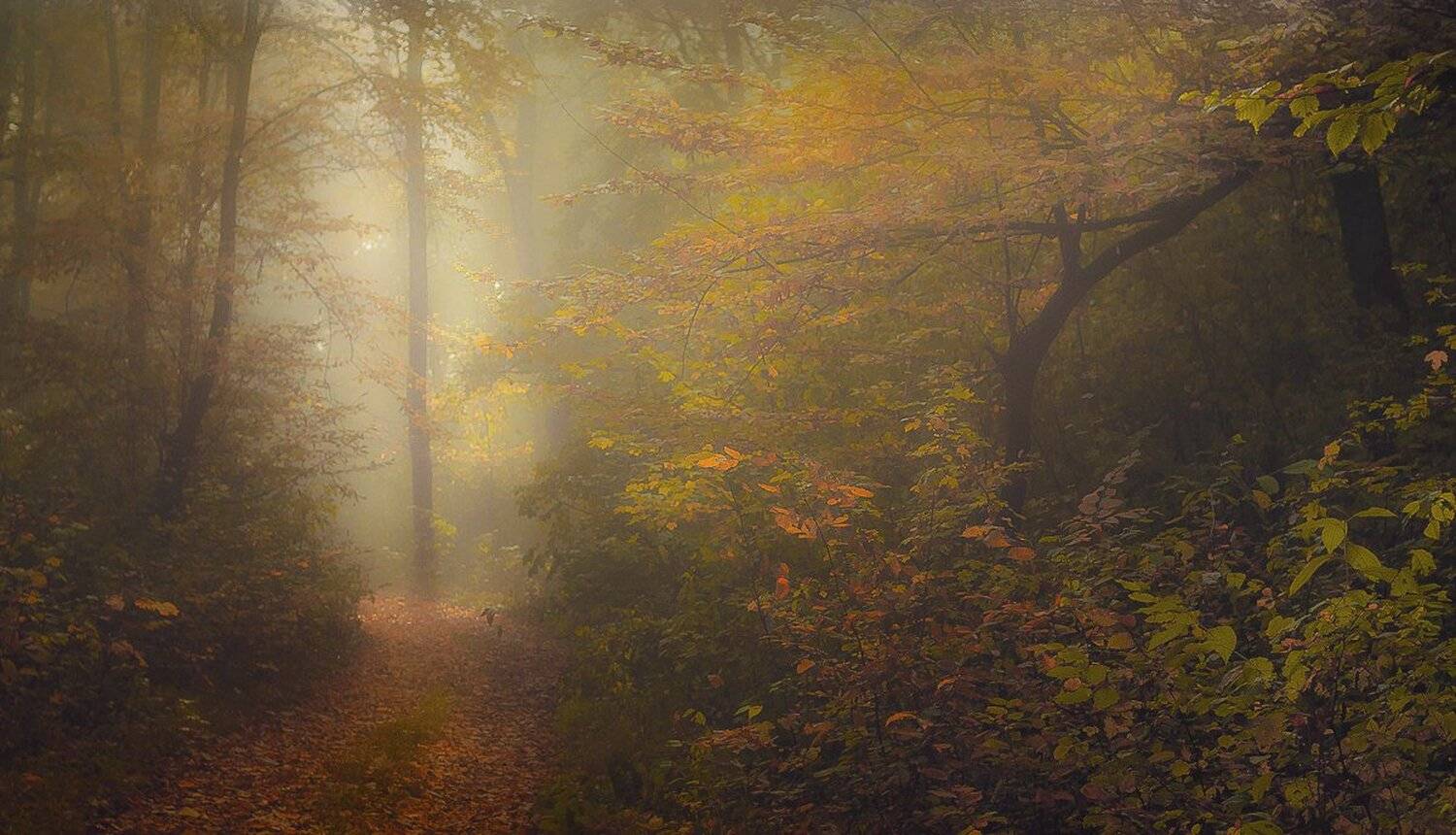 , Gabriel Prescornita