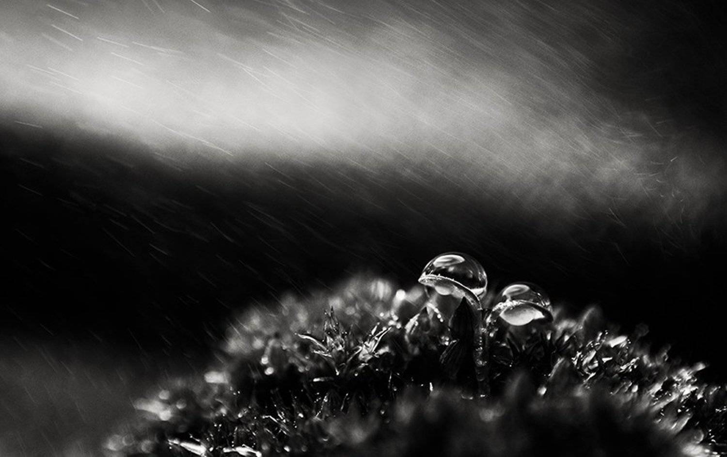 , Ивелина Благоева