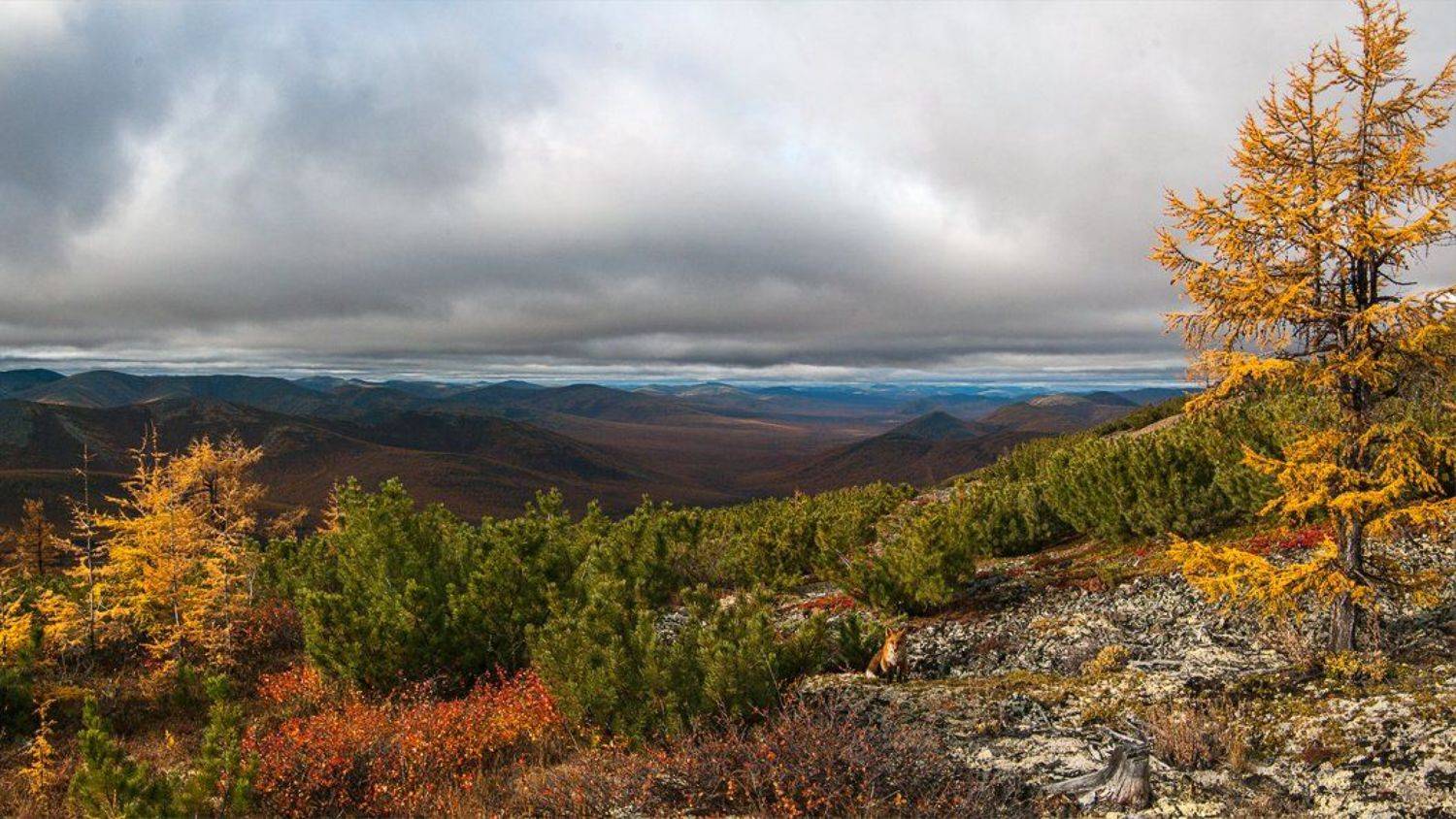 якутия, оймяконский район, лис, лиственница, осень, Александр Гиль